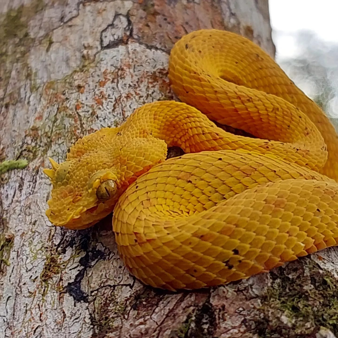 Yellow snake